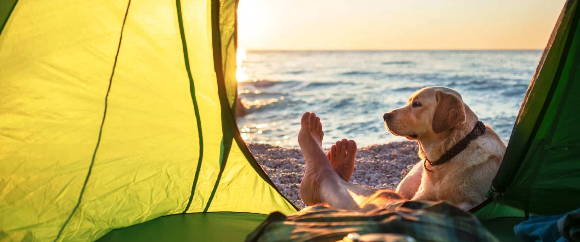 Best Dog Camping Gear Available Now - Reviews and Ratings