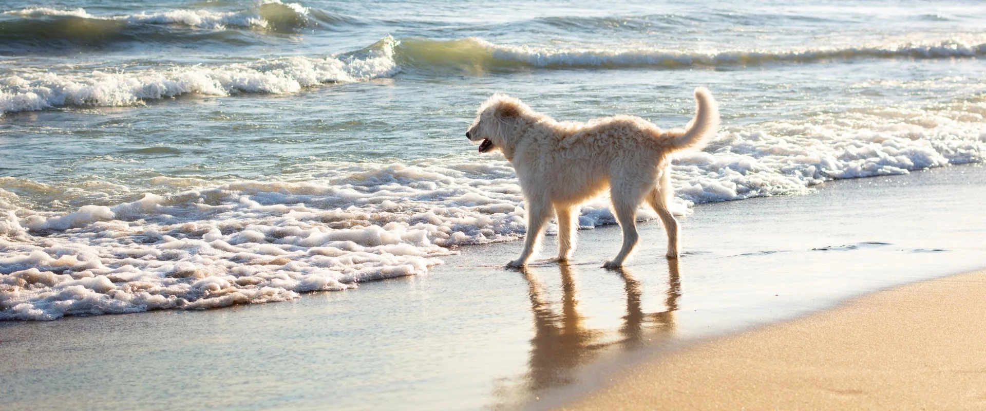 Dog-Friendly Beaches in the USA