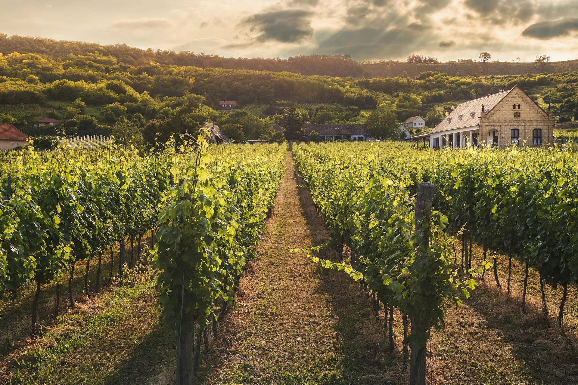 Exploring the Best Wine Regions of Spain