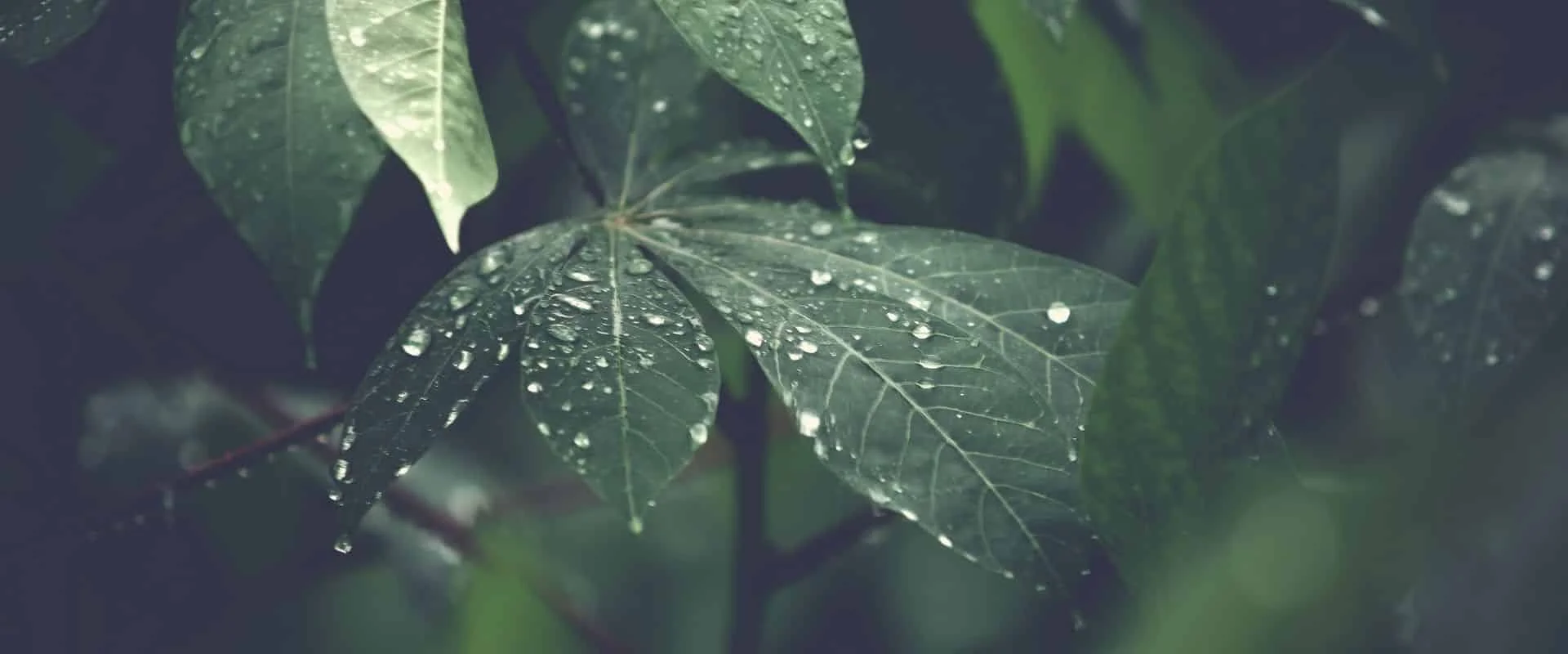 99+ Best Inspiring Quotes about Nature and Travel